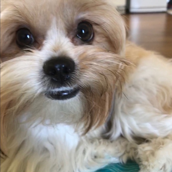 Meet your Posher, David - Picture 1 of 1